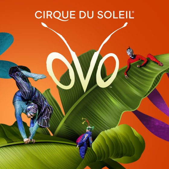 Cirque du Soleil Ovo